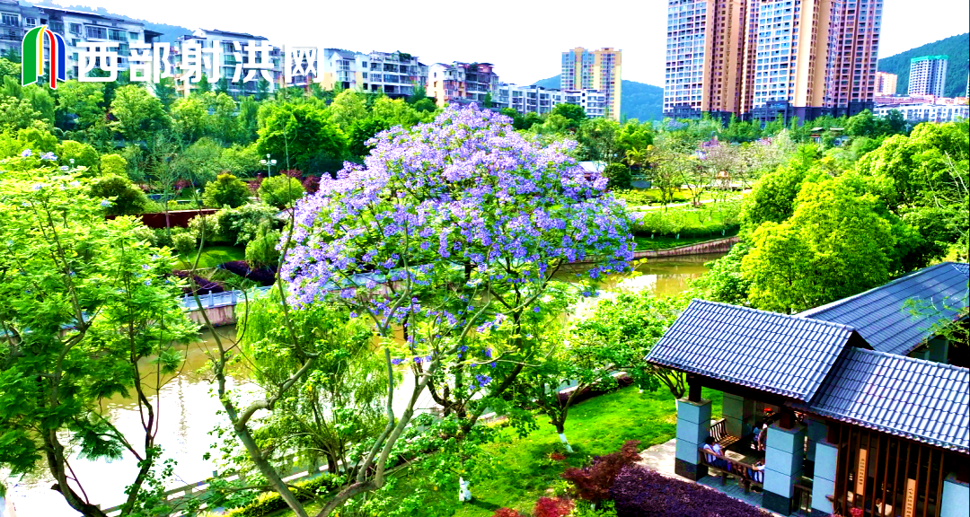 蓝花楹的树木价格和图片