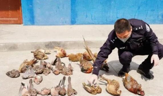 弹弓击中高铁,赔偿26万!辽宁一老师拿弹弓打鸟惹祸,真相来了