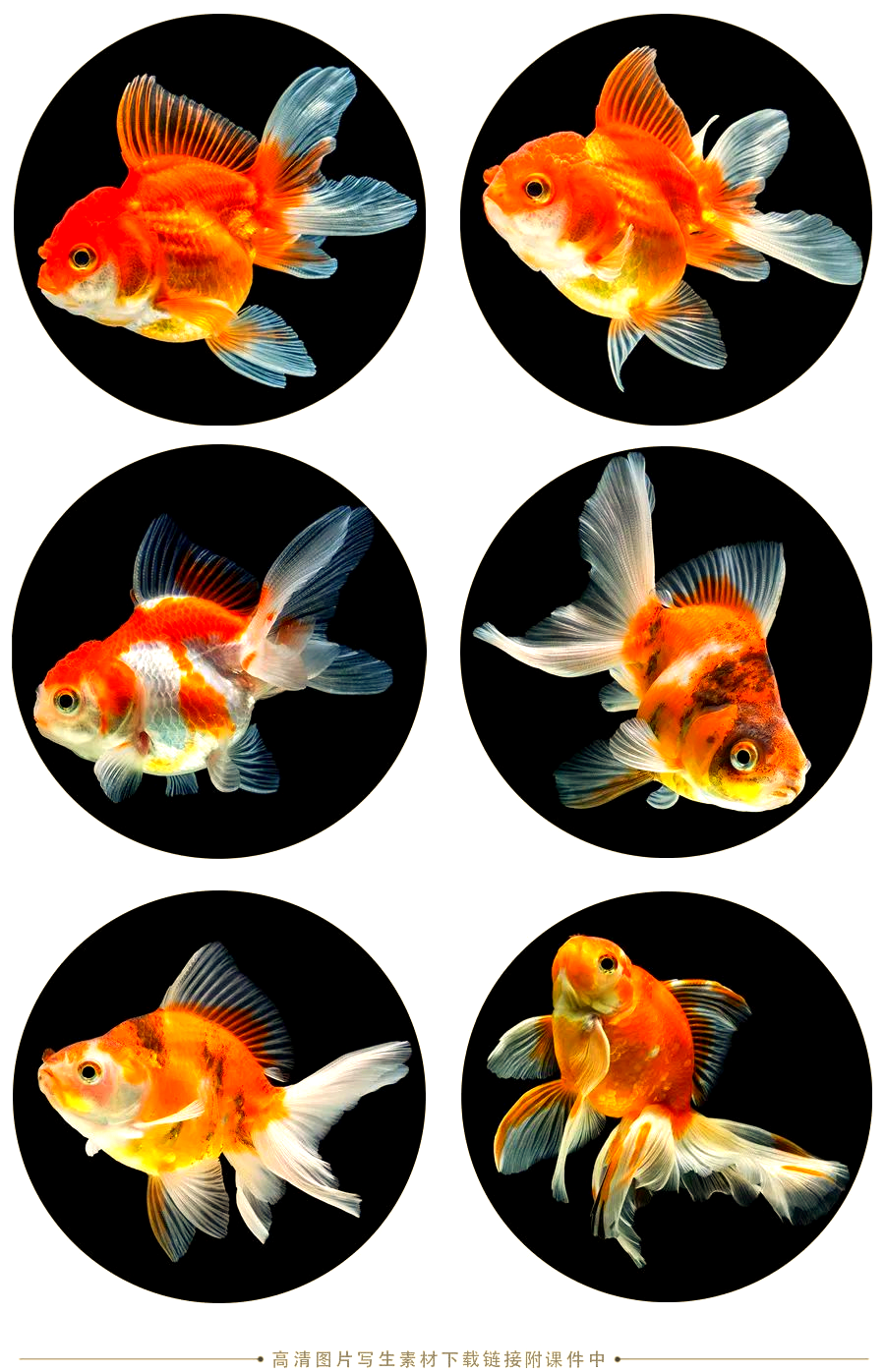 绘画指南:探索油水分离技巧,描绘金鱼的彩色世界