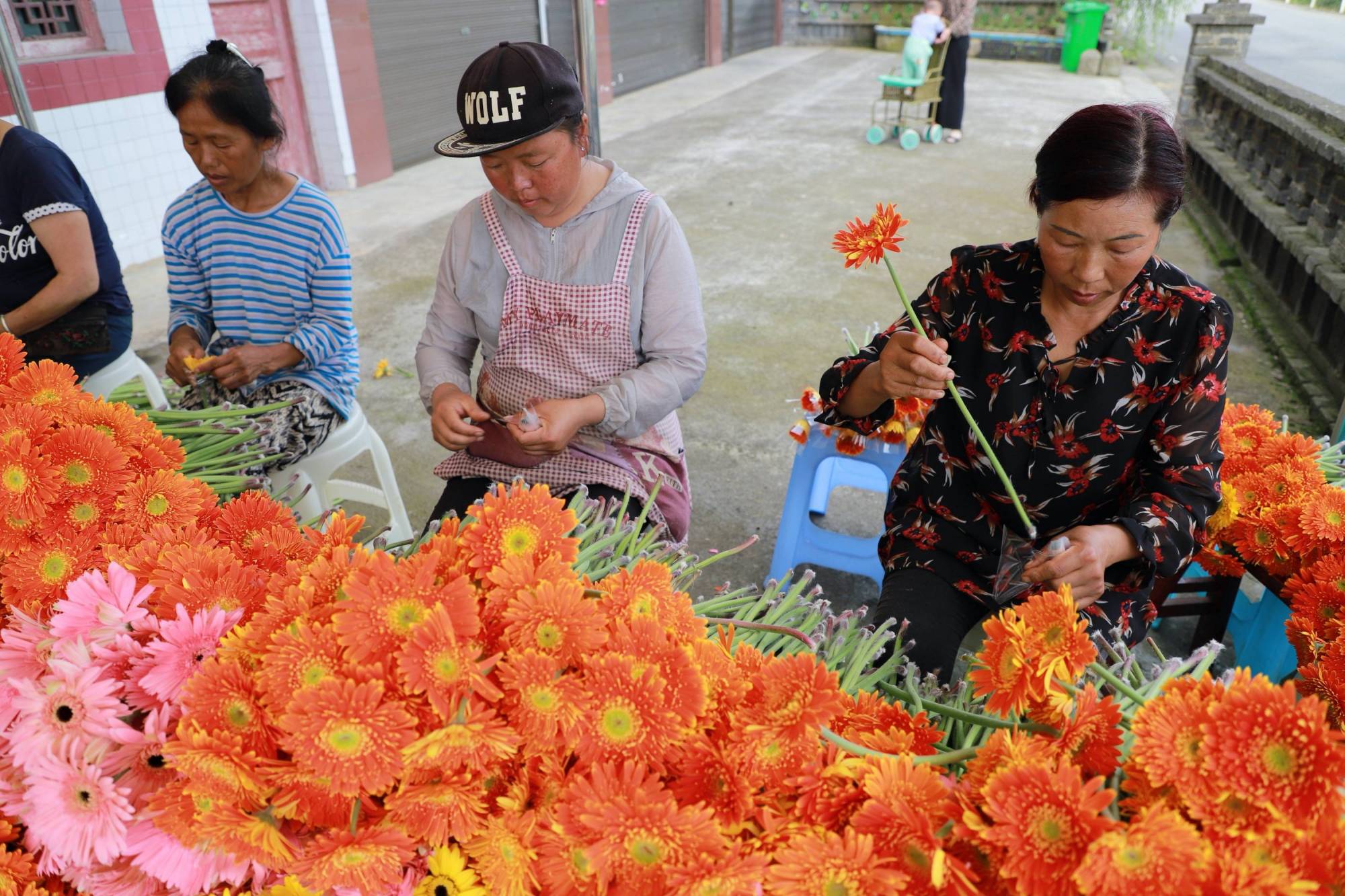 贵州黔西:花卉基地采花忙