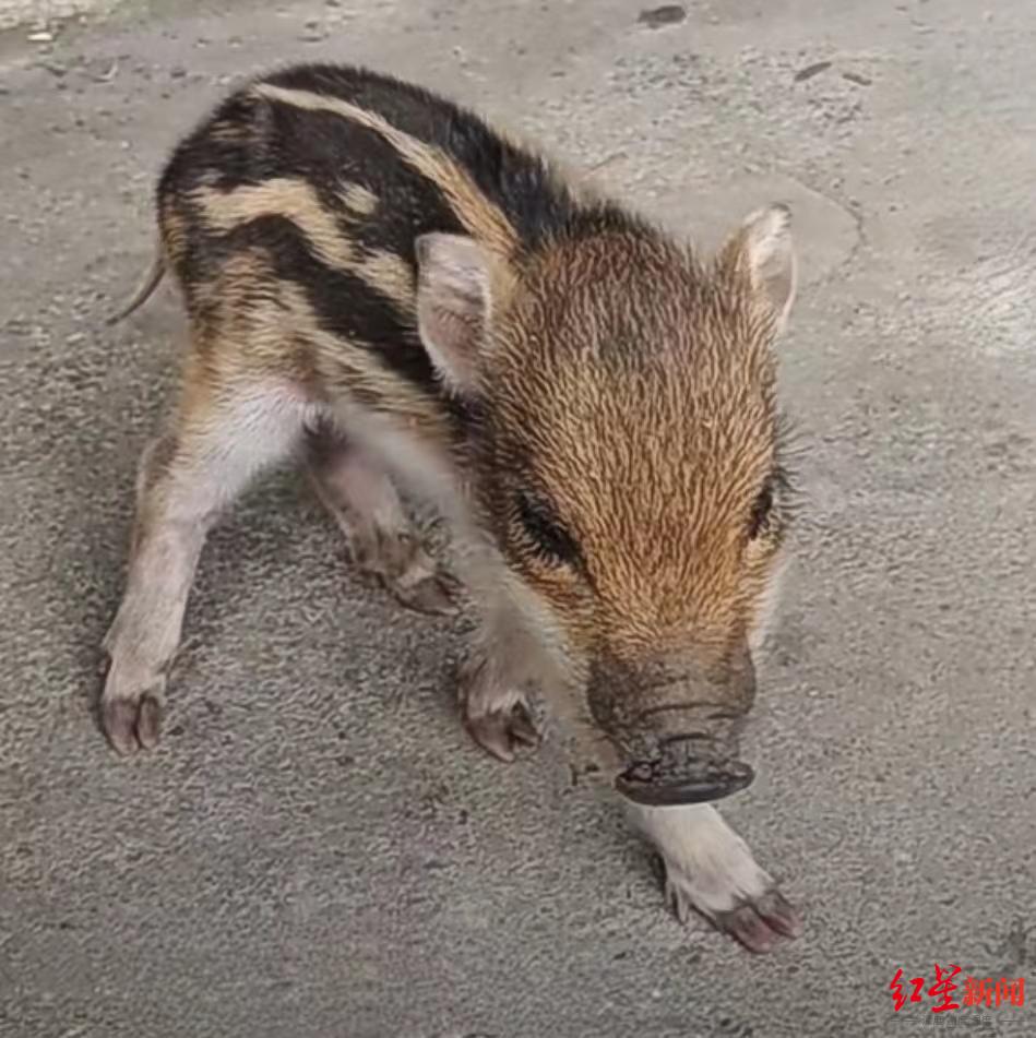 小野猪长什么样子图片图片