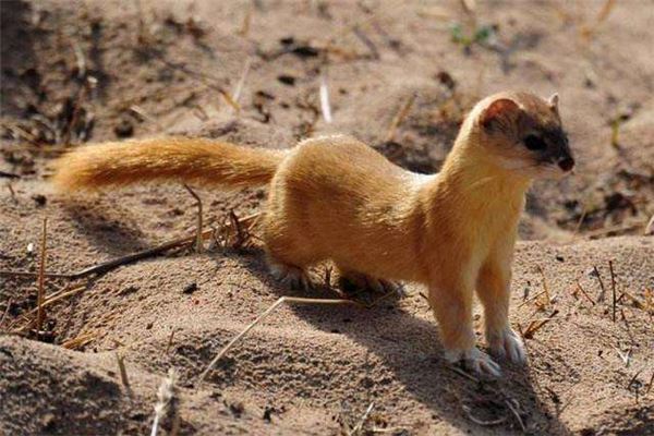 臭鼬和黄鼠狼的区别