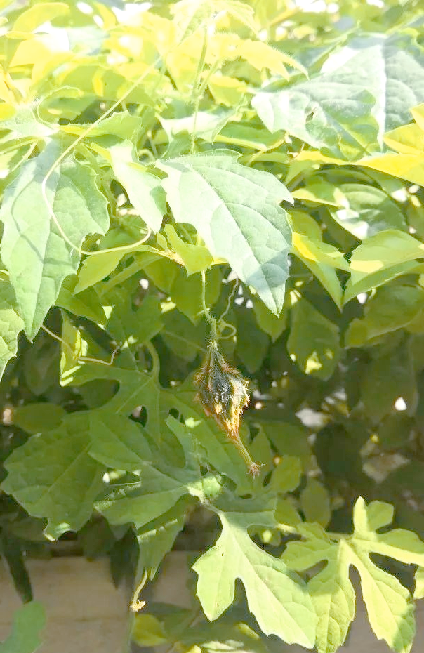 金铃子:野生小苦瓜,红色假种皮味甜,拇指大小独具特色!