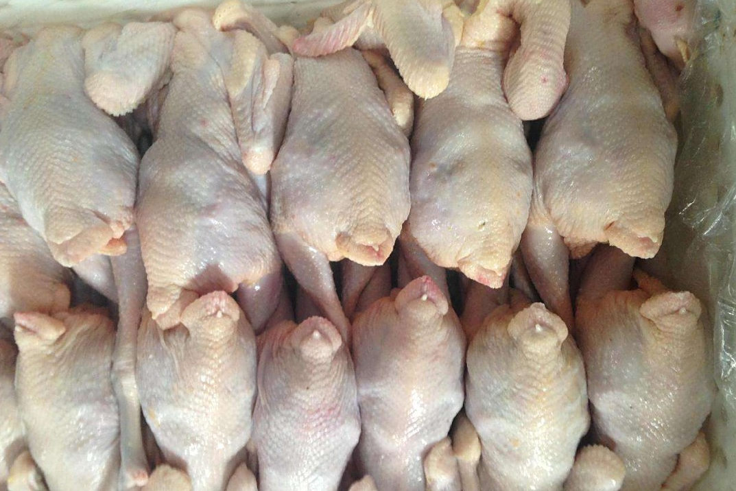 冻鸡鸡 - 热门商品专区