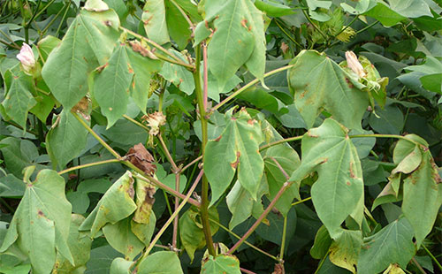 棉花枯黄萎病 - 2020年最新商品信息聚合专区 - 百度爱采购