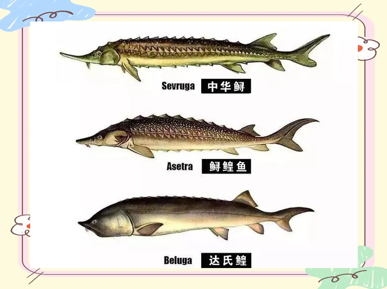 黑龙江特产的珍稀美食