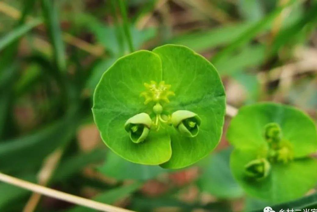 农村叫做黄金叶的植物