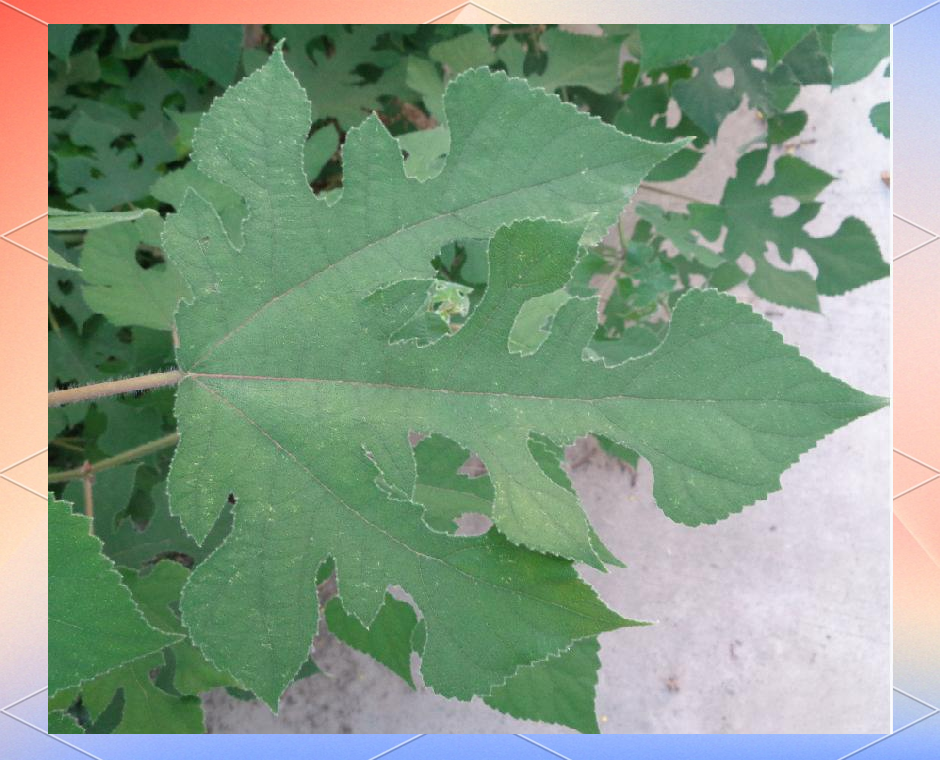 构树与楮树的区别与药用价值全解析