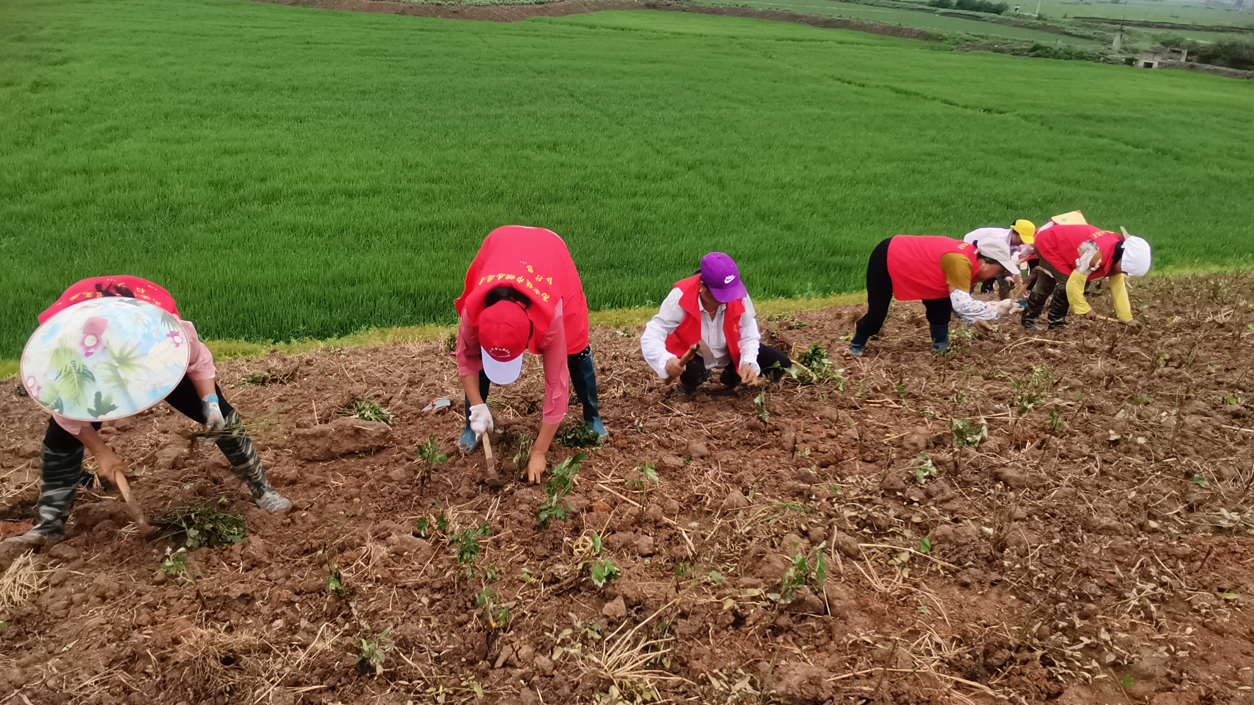 望江高士镇:"巾帼红"助力村集体经济发展