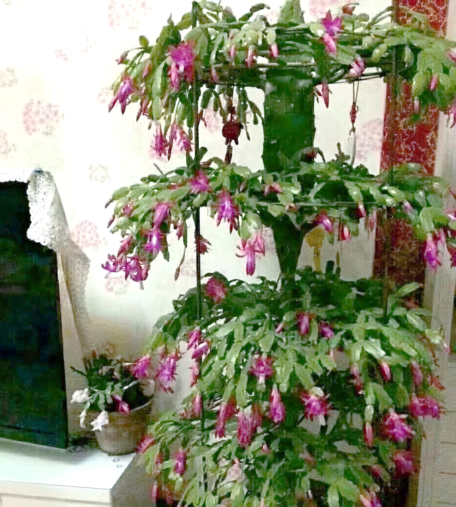 蟹爪兰嫁接指南:花量飙升,根系稳固,一看就会!