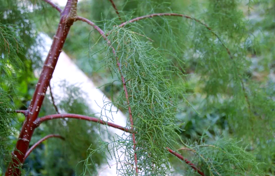 从传说中的神效到现代医学的应用:西河柳的传奇历程