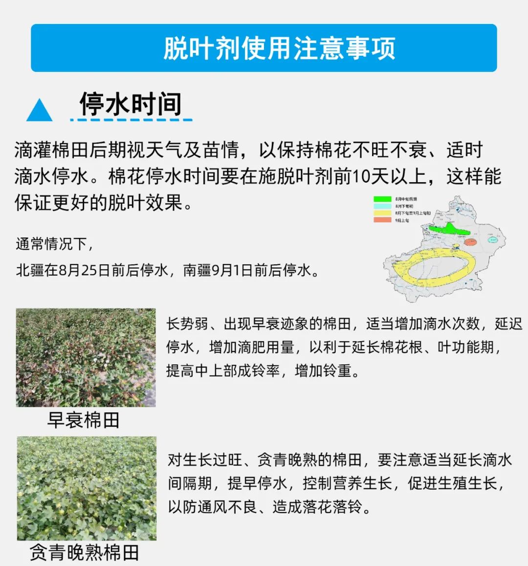 棉花脱叶剂什么时候打?怎么打?别走开!这里有专业的脱叶剂使用技术!