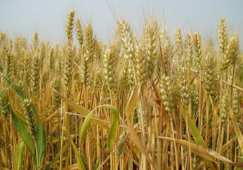 强筋小麦新品种龙麦86