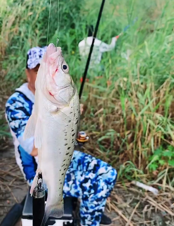 唐山新陡河梭鱼大爆发,钓鱼人:连续几天,每天钓几十条