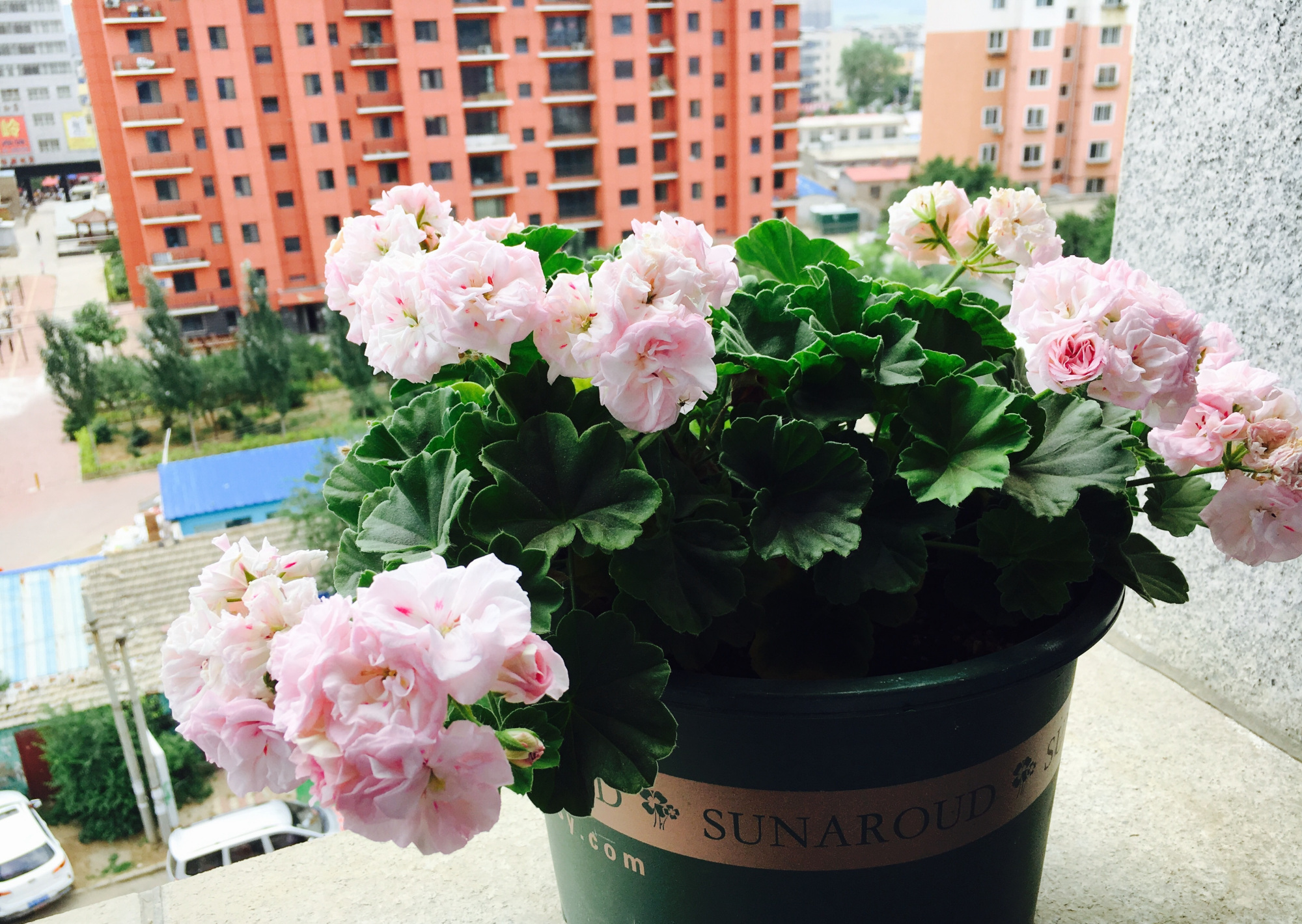 天竺葵"白鼠"—花美若玫瑰,丰花勤花,栽培简单,很值得拥有