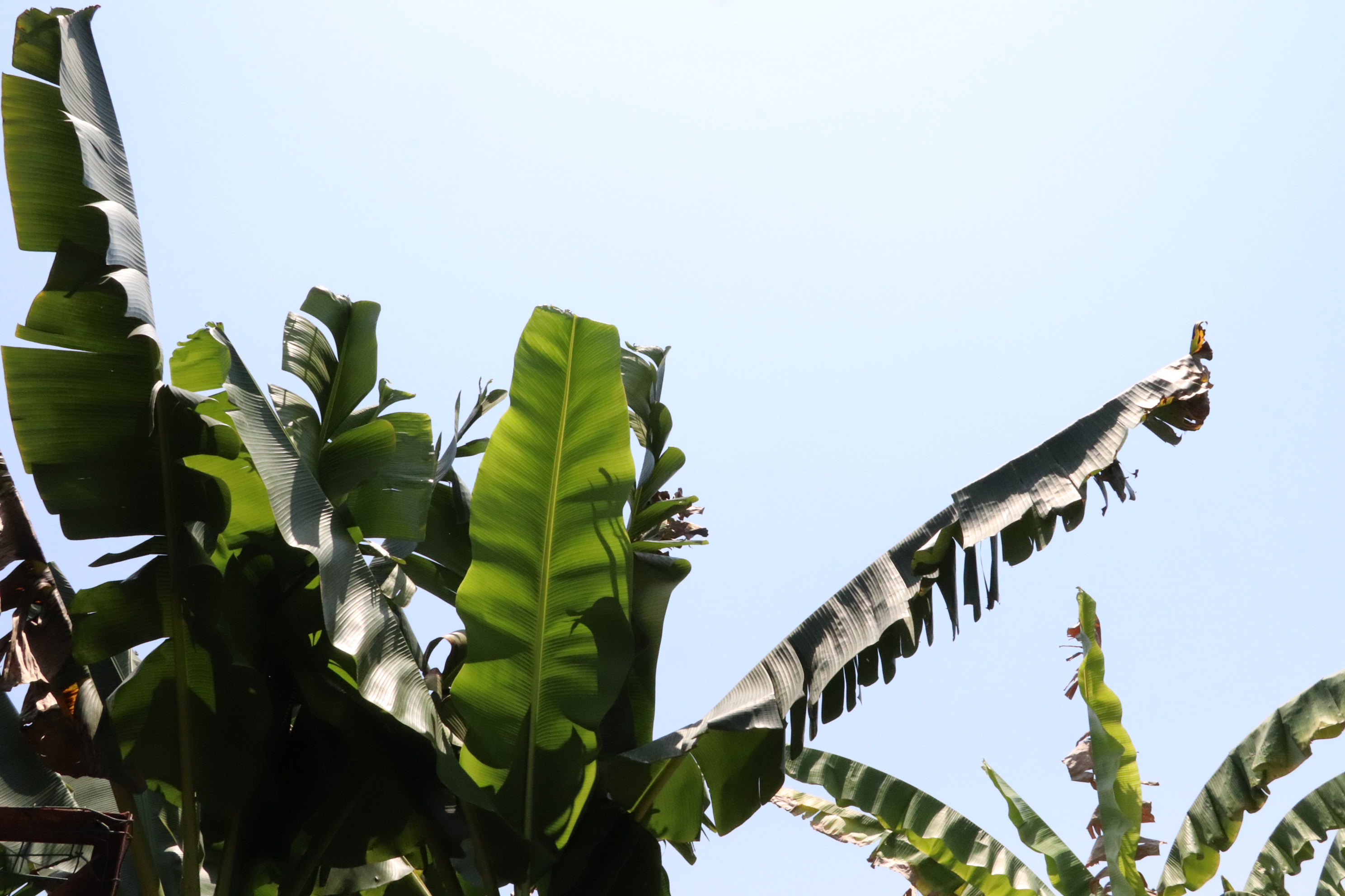 芭蕉林里的浪漫|大树生态农场平凡的一天你也想要吗?