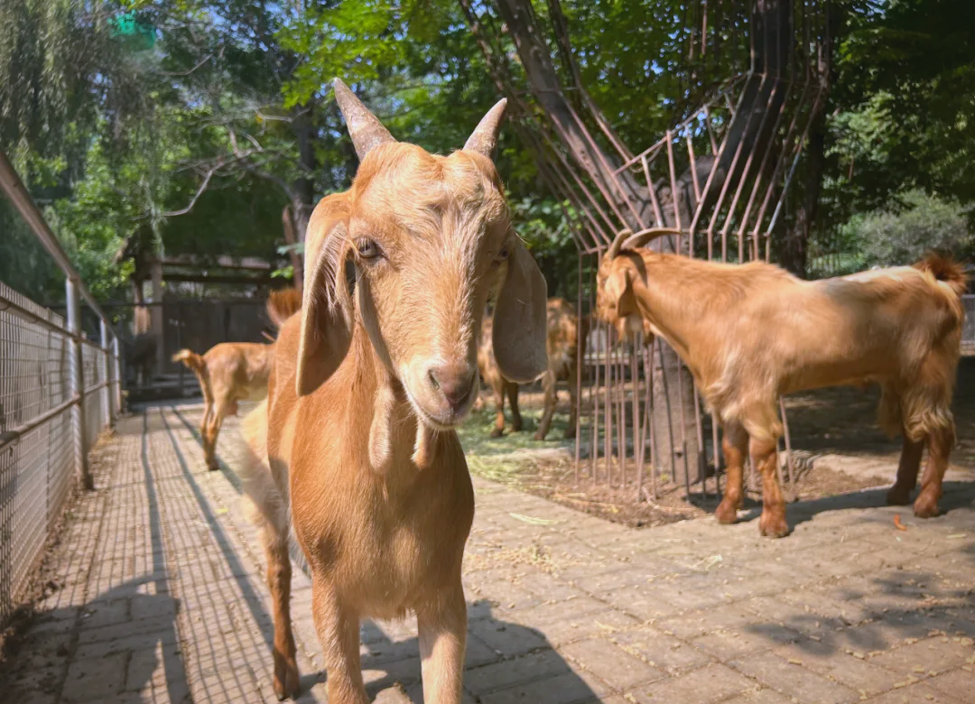 动物科普探秘:大耳羊的传奇之旅与独特特征