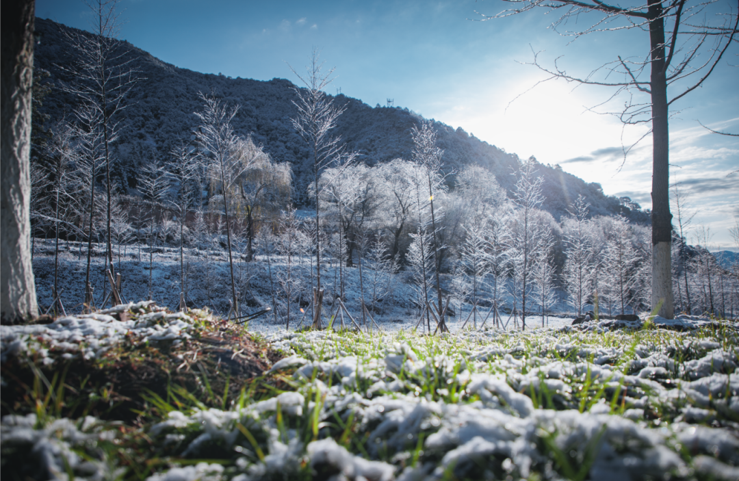 大雪美景图片大全图片