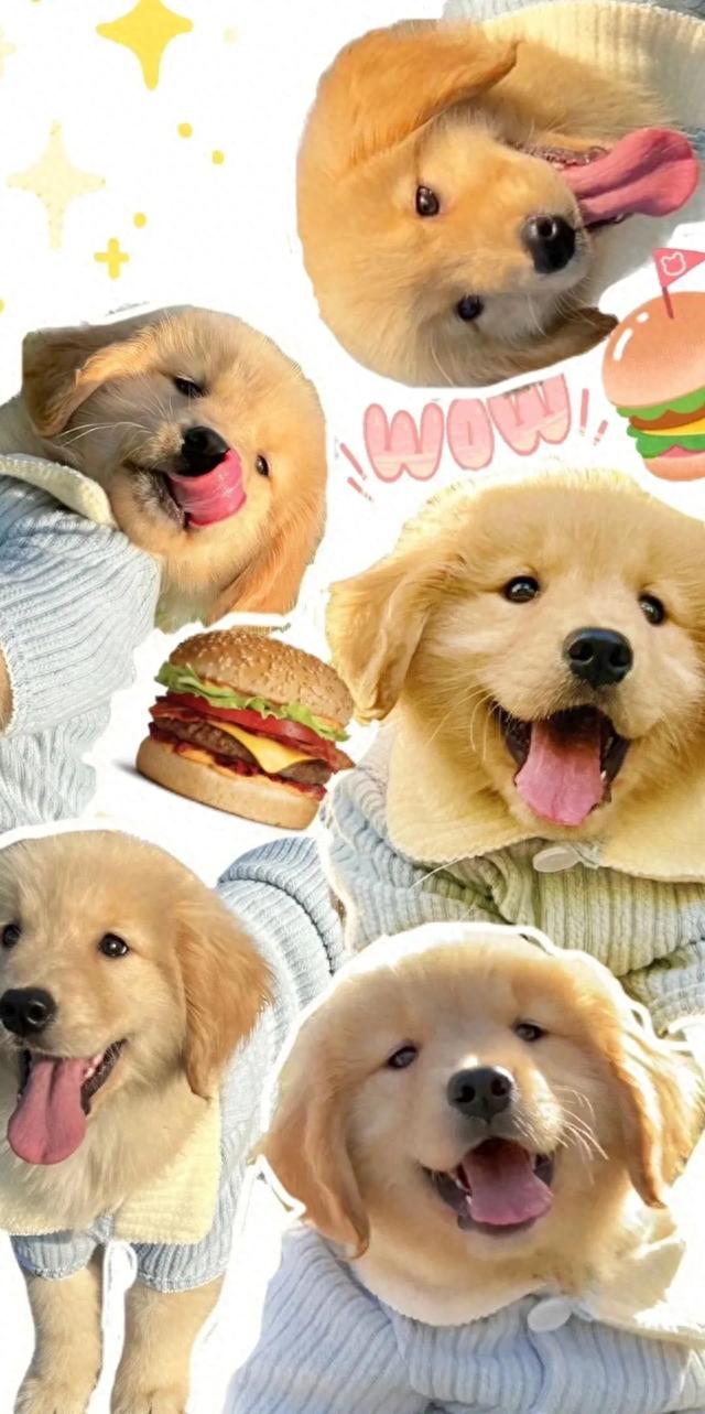 一些可可爱爱宠物手机壁纸