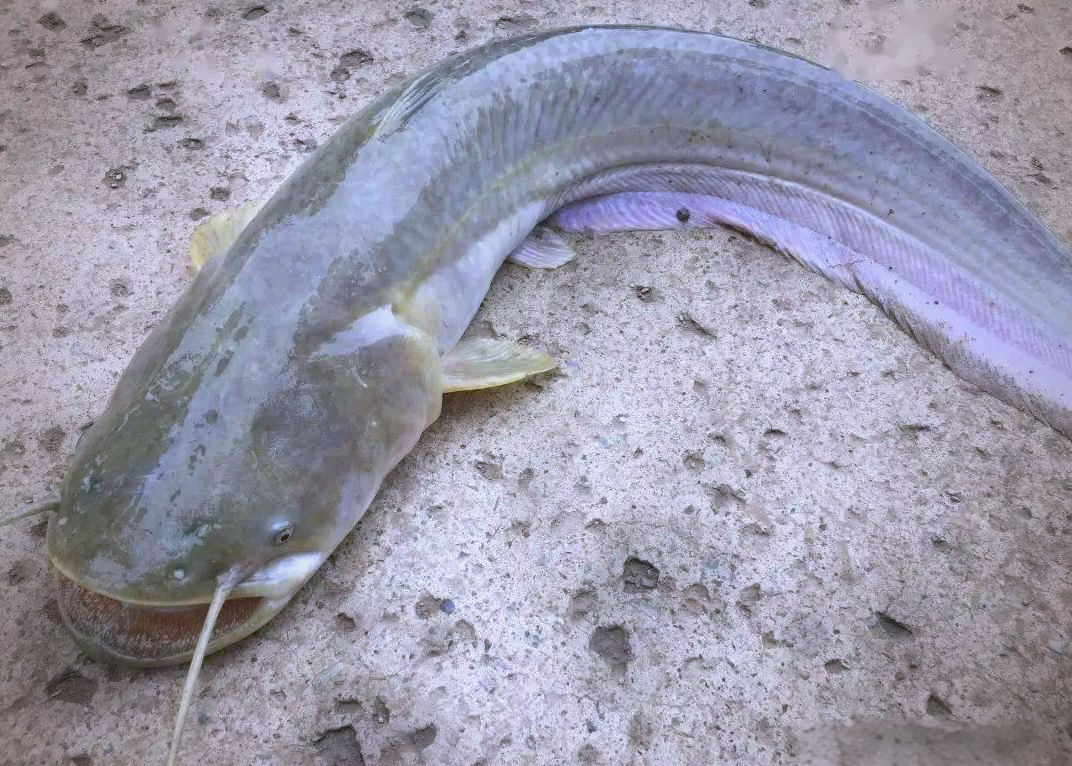 黄河鱼类的生存挑战与惊人逆袭