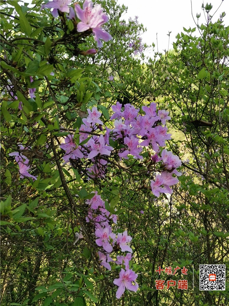茅箭区东沟杜鹃花正艳