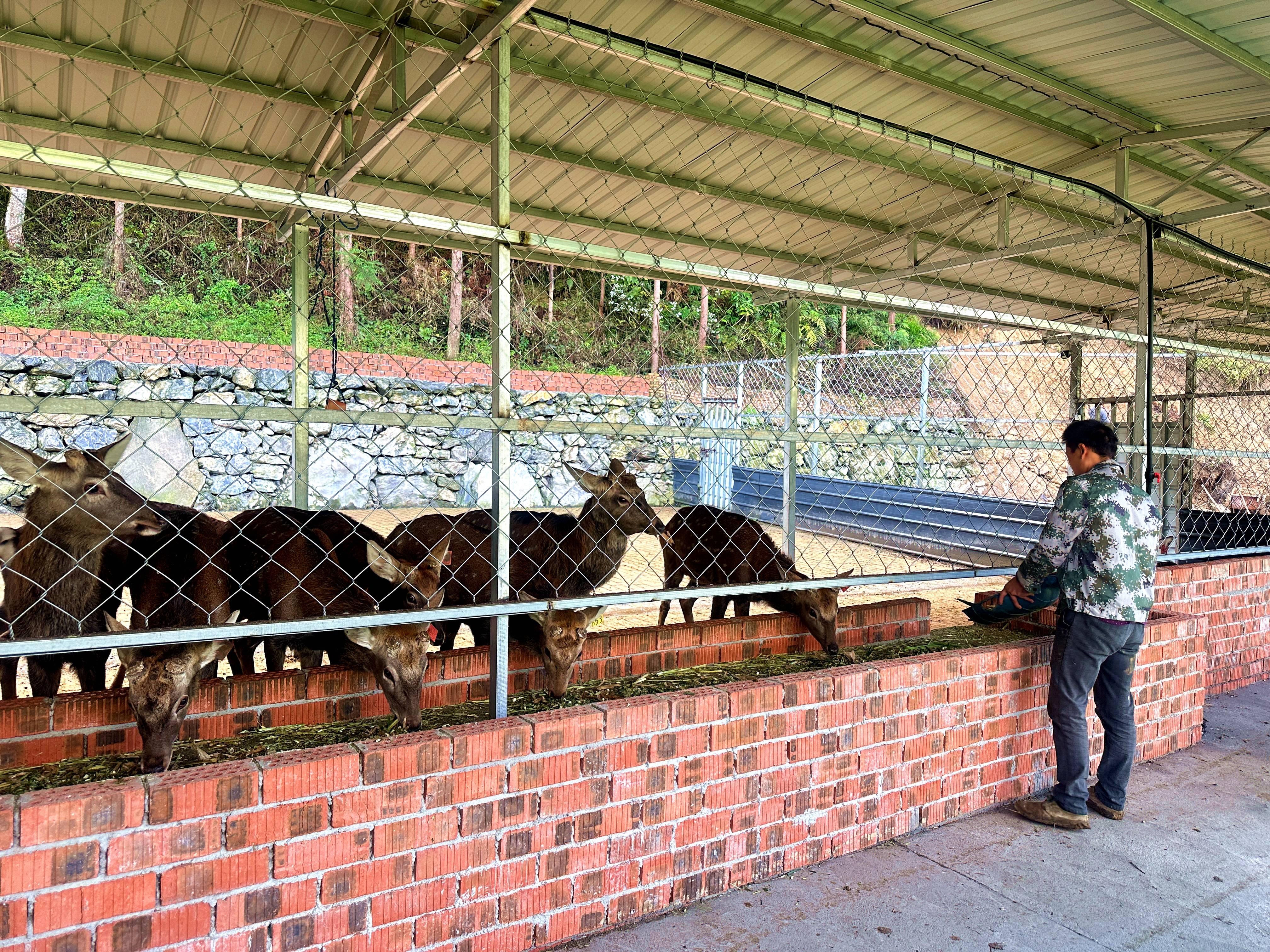 汶川:深山养殖梅花鹿 拓宽致富之路