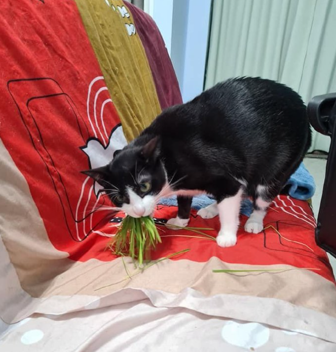主人打开监控,发现猫咪在家盯着一颗猫砂看了整整30分钟 主人打开监控,发现猫咪在家盯着一颗猫砂看了整整30分钟