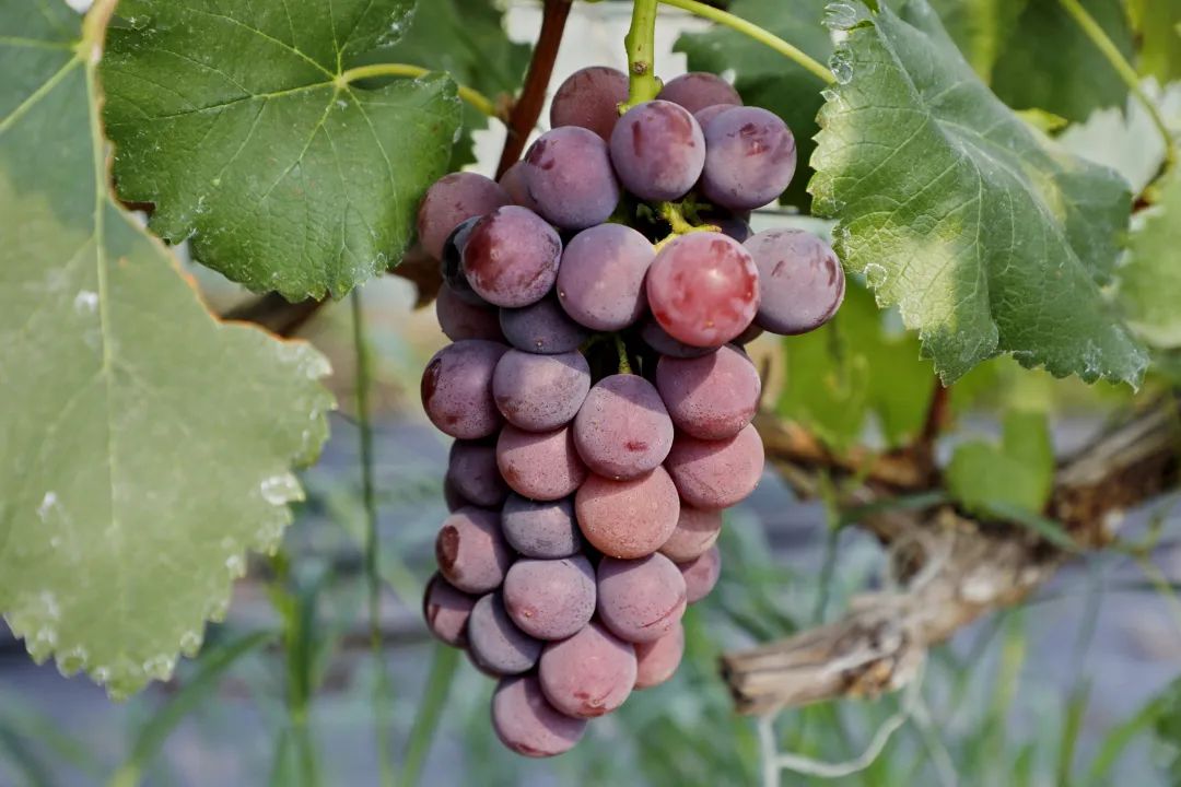 酒香味荔枝味金山这里的新品葡萄很特别