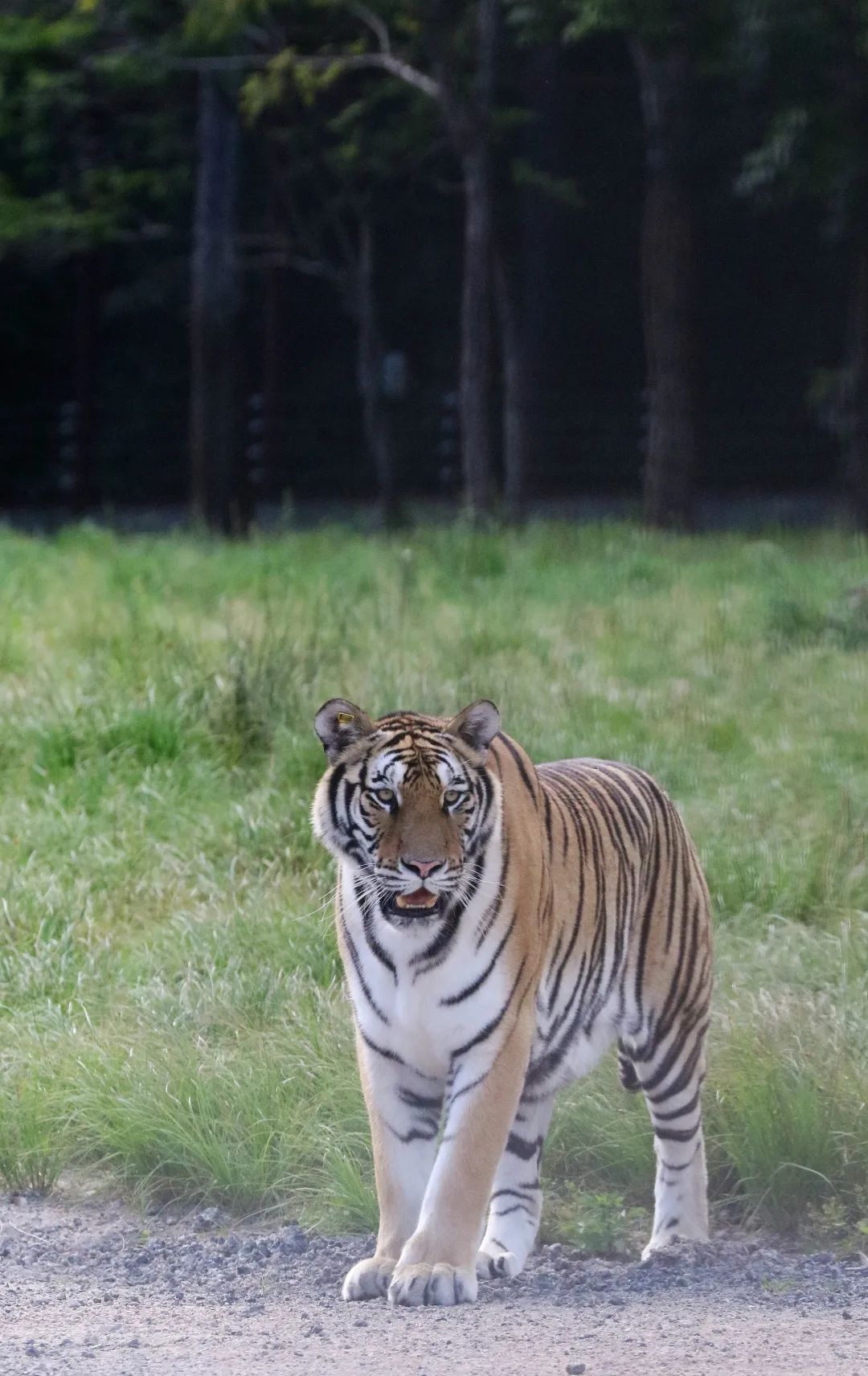 东北虎大起底丨龙江有"老虎院士",还有院士工作站