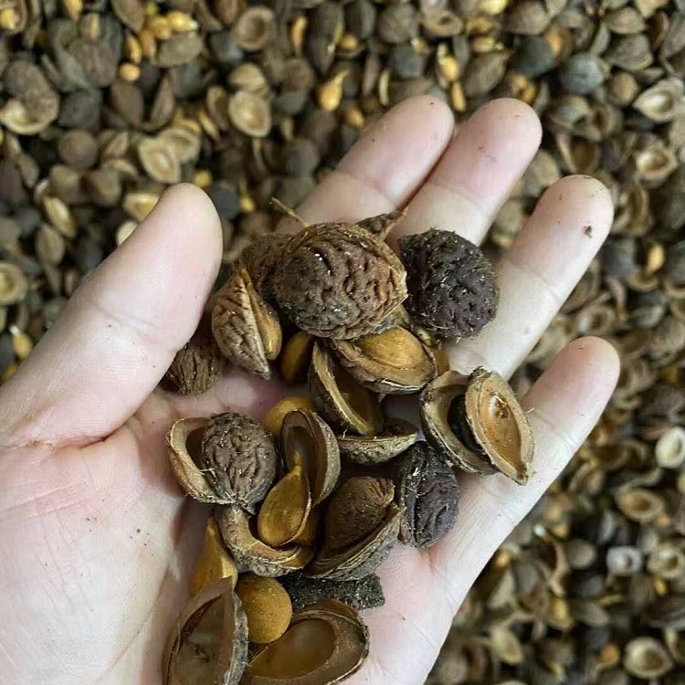 毛桃种子,京桃种子,辽宁桃种子,新疆用毛桃芽