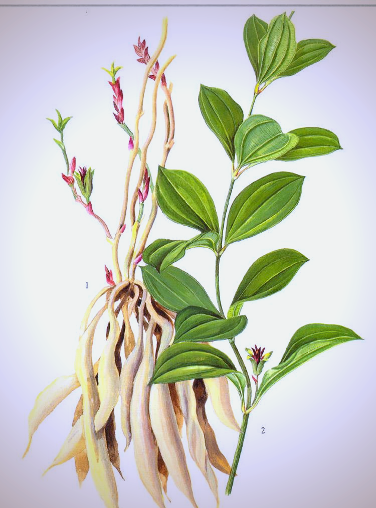 百部草药:从杀虫到止咳的神奇转变