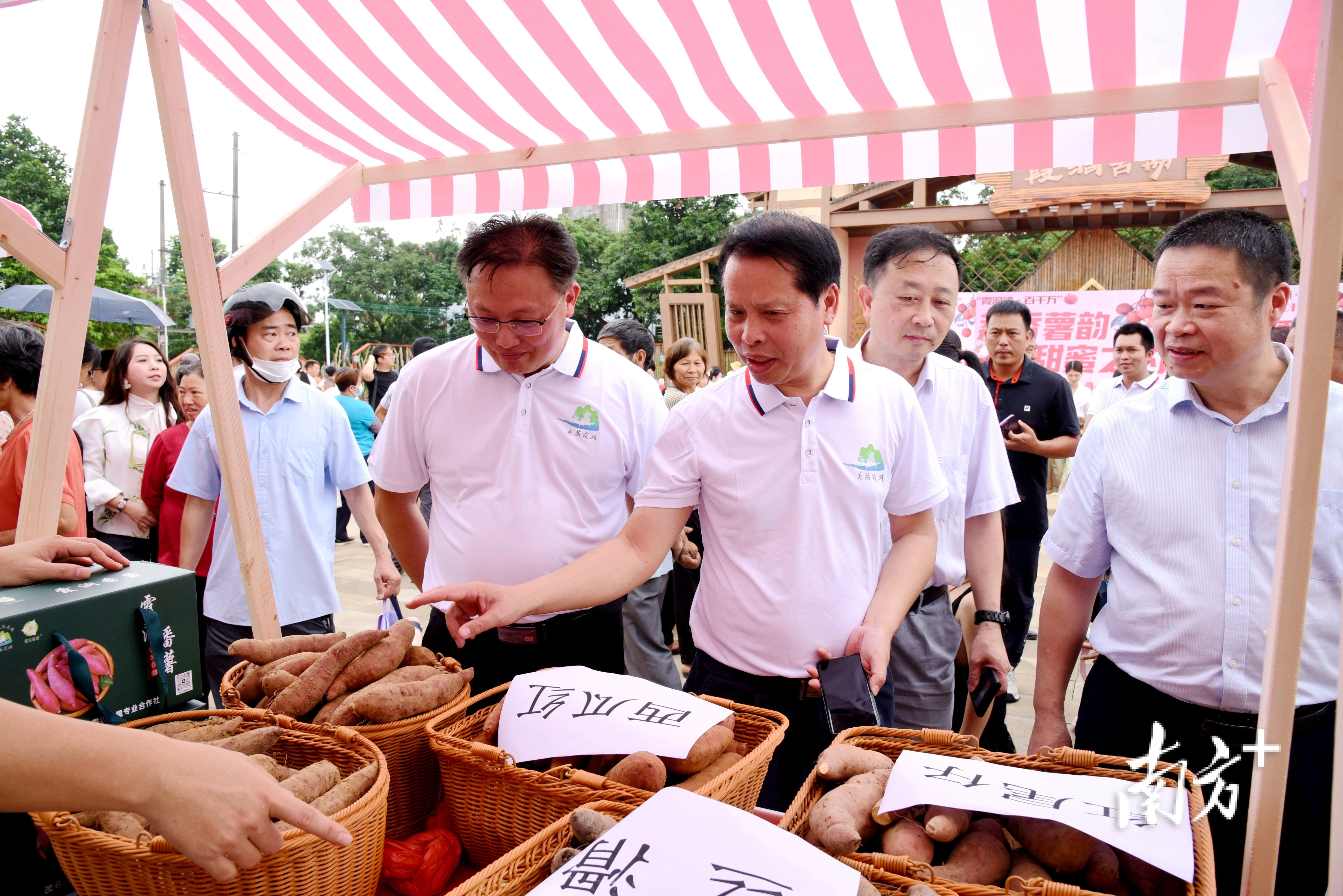 电白区霞洞镇举行"荔香薯韵"活动,土特产唱起主角