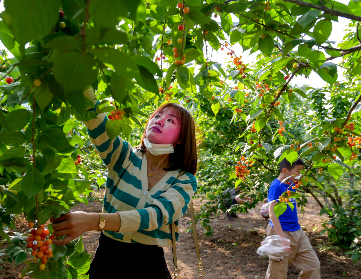 南阳镇平:樱桃沟内春意浓 乡村振兴入画来