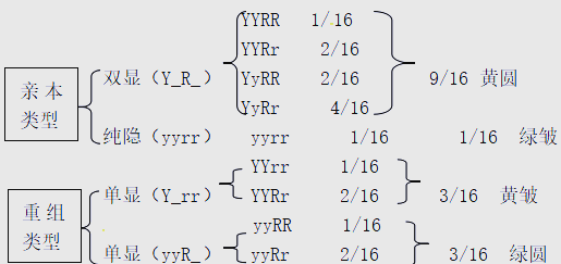 高中生物遗传规律卡片(高中生物遗传学知识点归纳) 高中生物遗传规律卡片(高中生物遗传学知识点归纳)