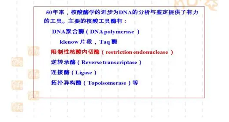 klenow片段名词解释