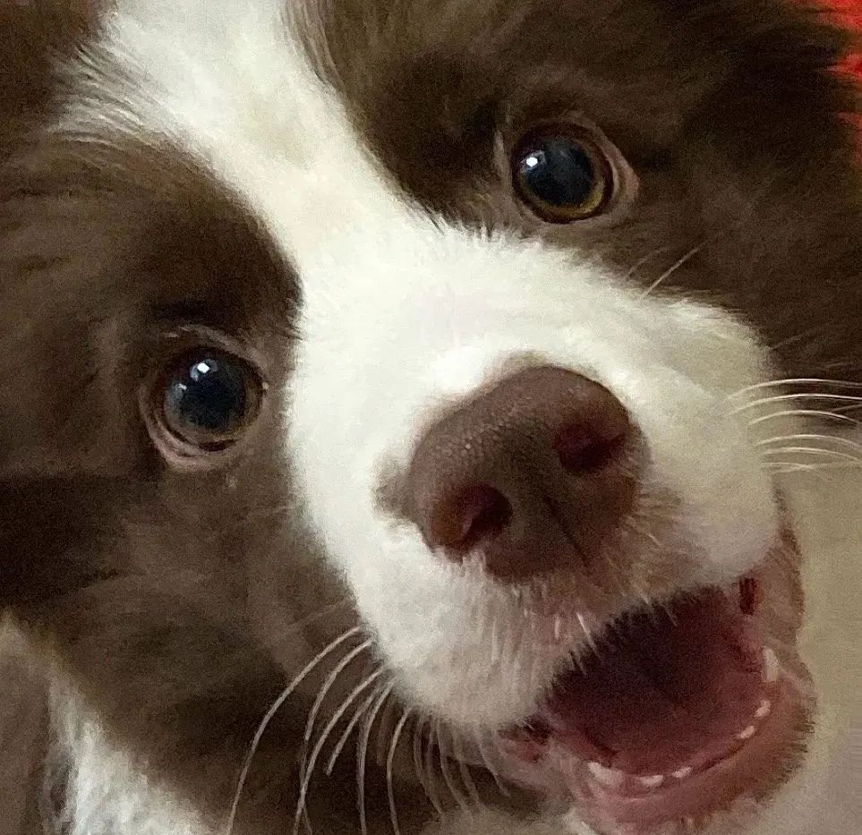 多种可爱的动物头像精选