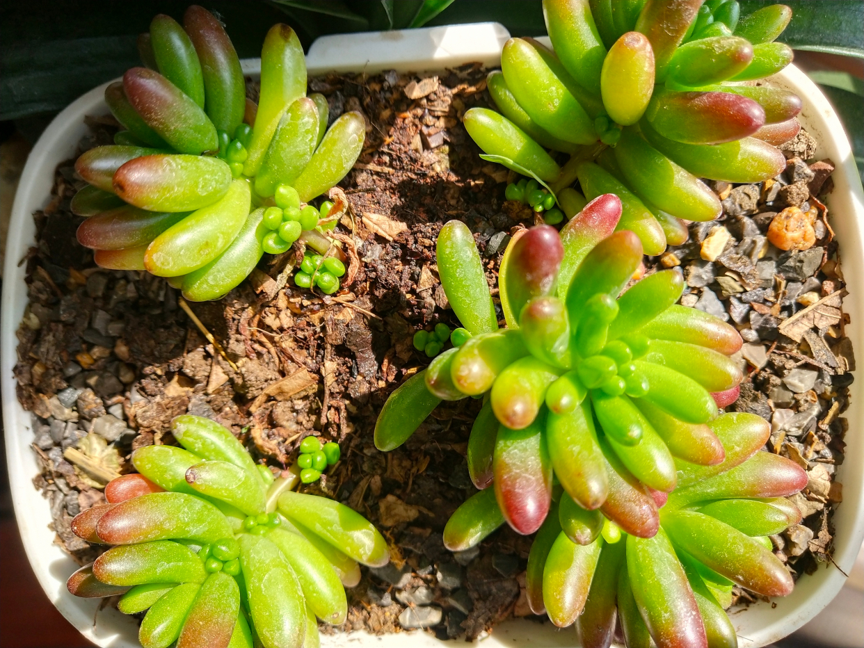 叶插的多肉植物红手指,美美哒萌萌哒,真想咬一口