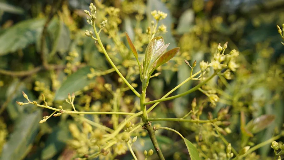 见过牛油果花吗?来孟连万亩种植基地看看