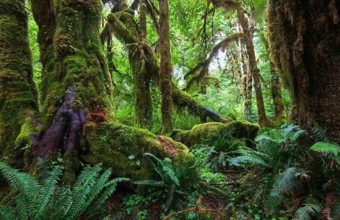 煤是植物"残骸"转化的,储量丰富,但远古时期有那么多植物吗?