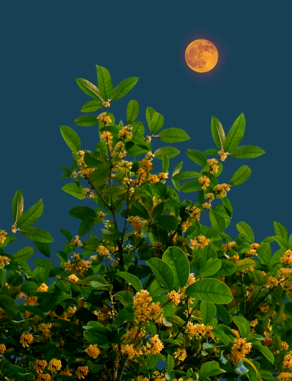 桂花与中秋:月亮节庆的文化之旅