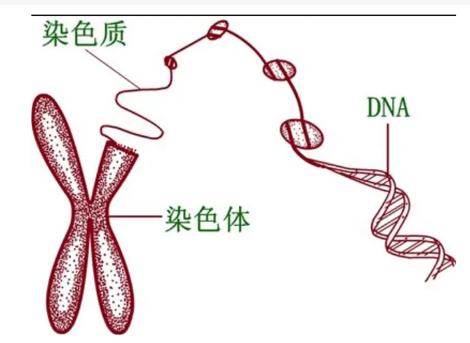 生物的细胞大部分时间主要处于分裂间期, 所以DNA大部分时间都是染色质而不是染色体。