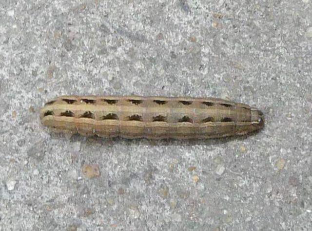 草坪淡剑夜蛾的发生与防治