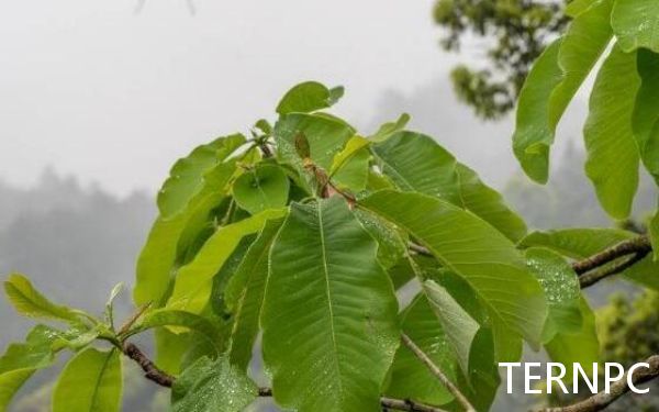 中国特产树种——凹叶厚朴