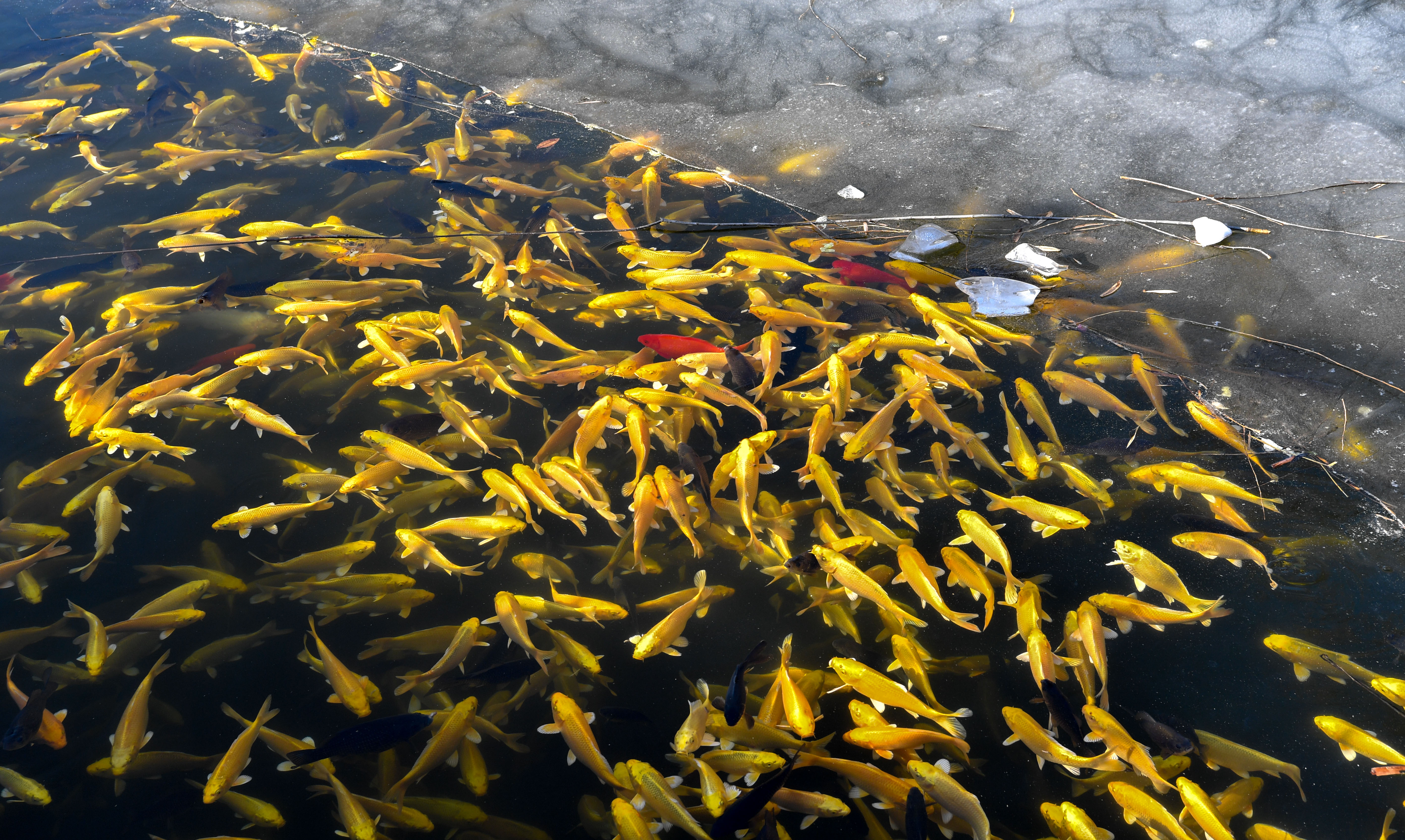 锦鲤浮沉镜里天