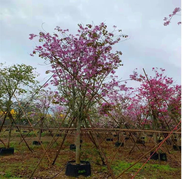 基地现货胸径10公分宫粉紫荆12公分宫粉紫荆袋苗代售价格实惠