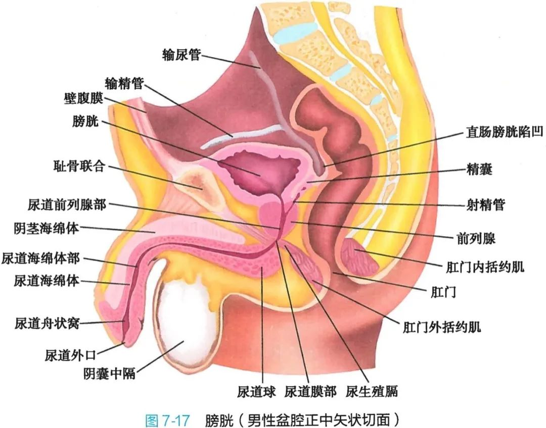 泌尿系统全面解剖图解