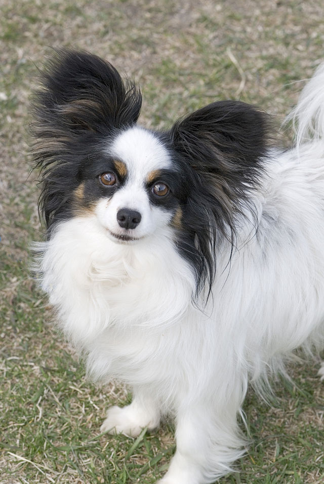 蝴蝶犬号称长毛版吉娃娃,最大爱好竟是翻垃圾桶?