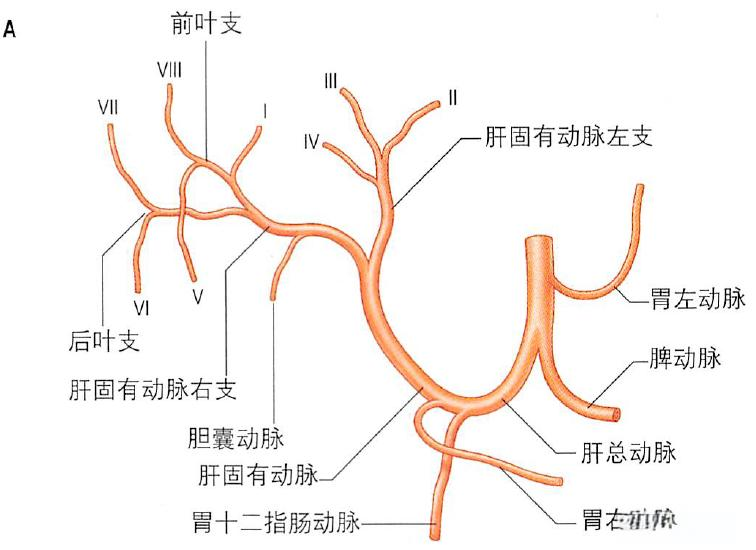 肝脏及肝门解剖图谱详细解析