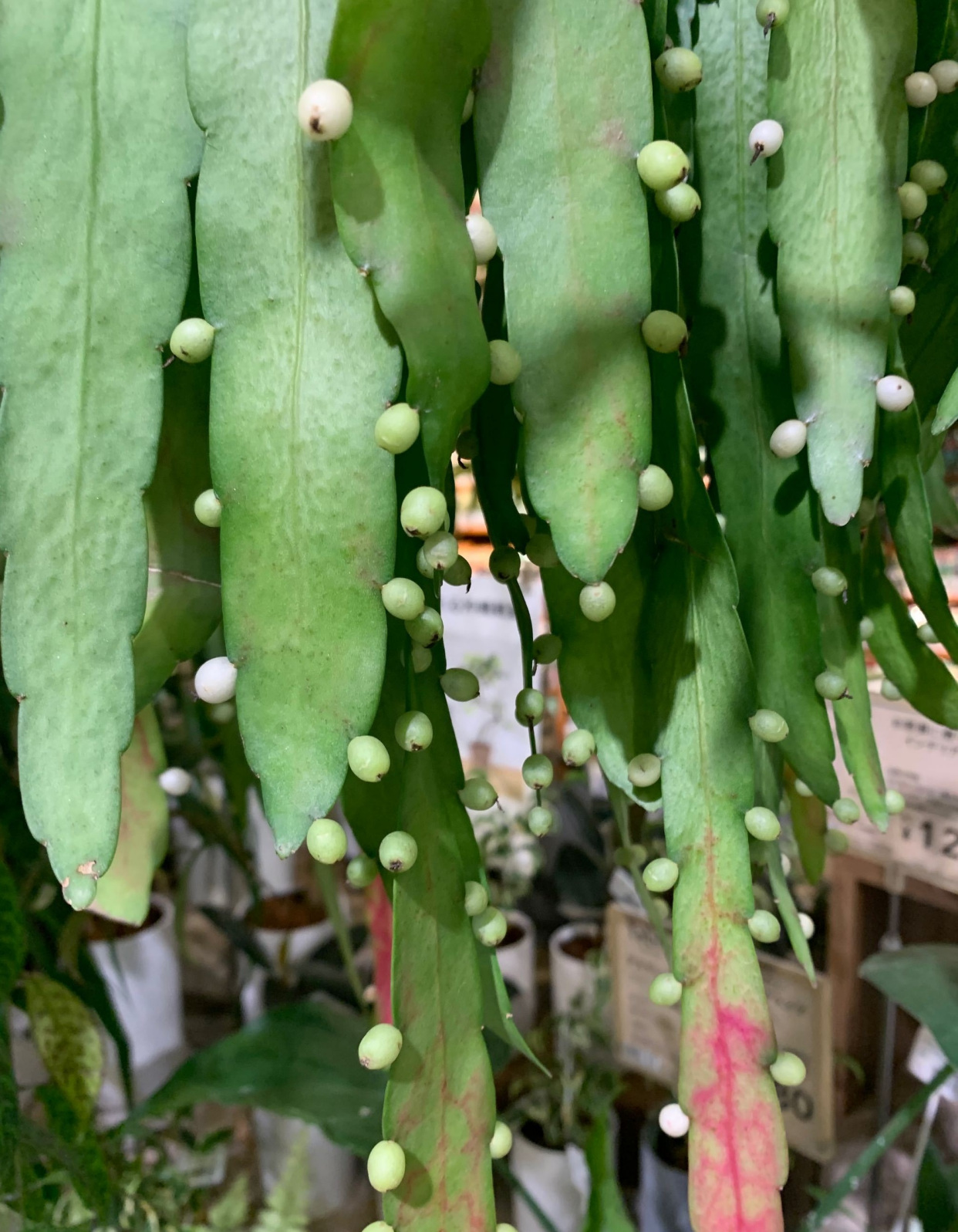 新型"网红"盆栽—红叶丝苇,花叶共赏,养护简单,你值得拥有