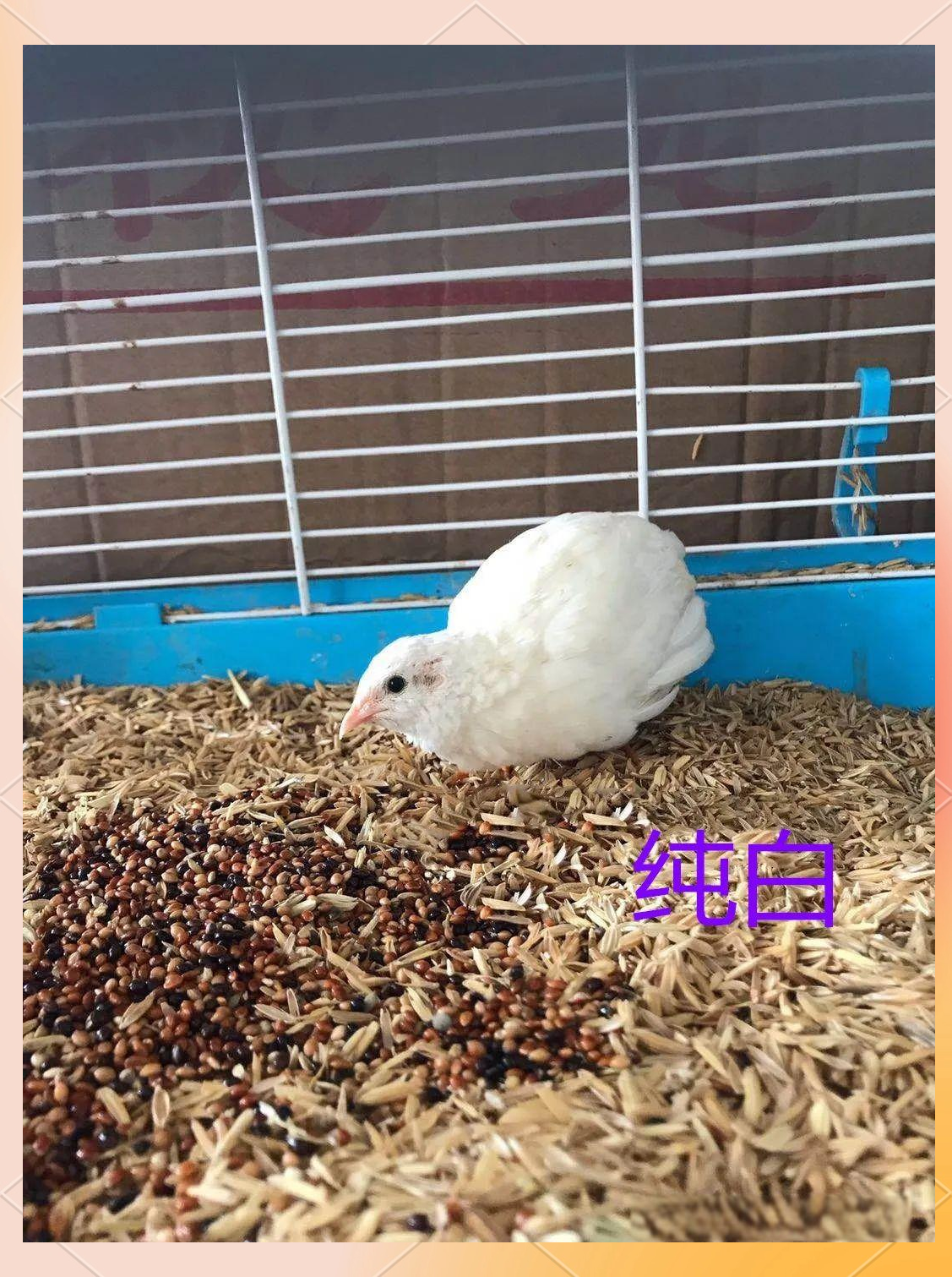 芦丁鸡:一种独特而营养丰富的家禽品种